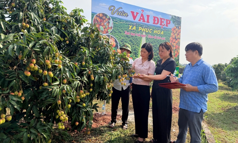  Phúc Hòa chấm điểm vườn vải đẹp để trao giải